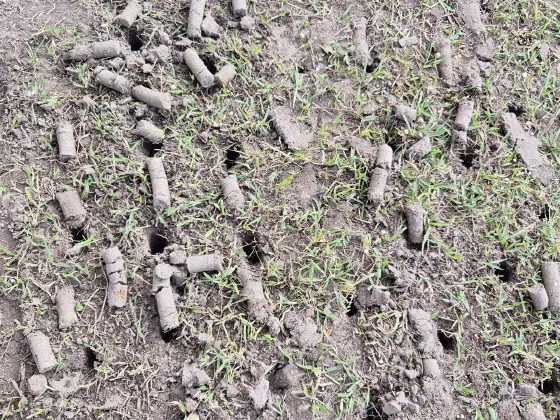 Close-up of soil cores lifted out of a lawn by core aeration
